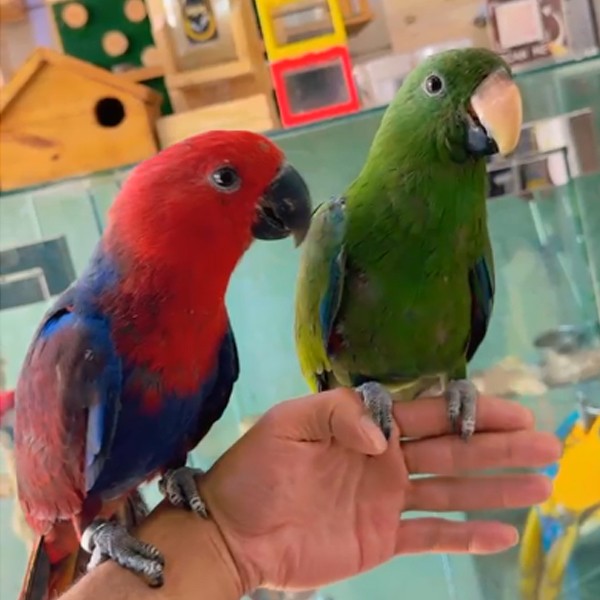 Eclectus Parrots, Multicolor
