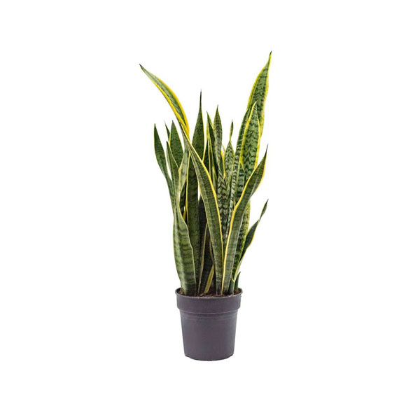 Tiger Shark Snake Plant 10.5cm x 30cm