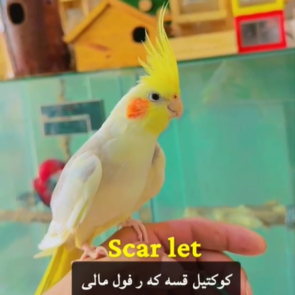 Lutino Cockatiel Parrot, Yellow & White Color (L Size)