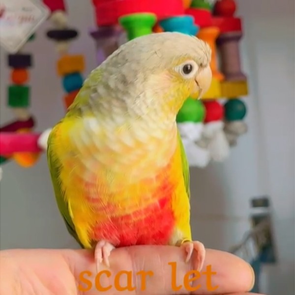Pineapple Green - Cheeked Conure