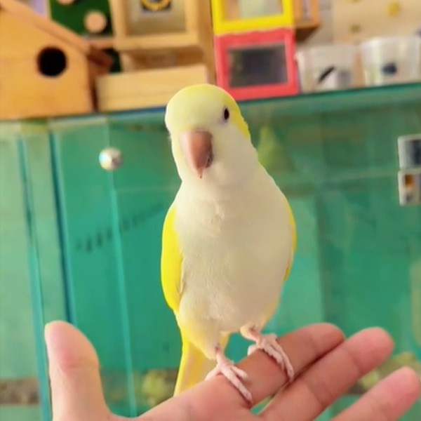 Tame Quaker Parrot, Yellow Color