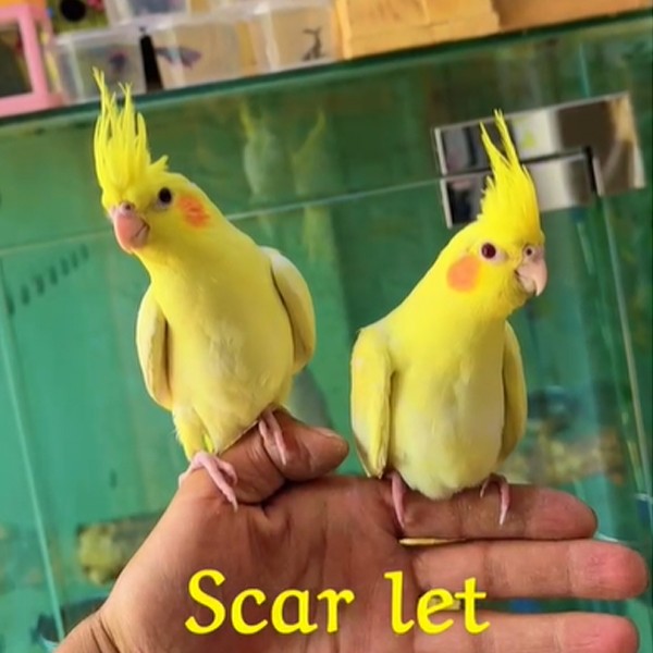 Lutino Cockatiel Parrots Pair, Yellow & White Color (M Size)